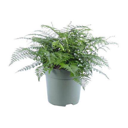 Nestfarn – Asplenium Parvati – Zimmerpflanze – Ø27cm – ↕50cm – Tropische Grünpflanze mit filigranen Wedeln – Pflegeleicht & luftreinigend