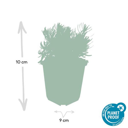 Lavandula angustifolia Hidcote – Lavendel – Reich blühend – ↕10-25cm – Ø9cm – 60 Pflanzen – Pflegeleicht & sonnig – Für Garten, Beete & Balkon