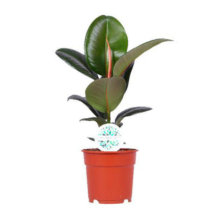 Gummibaum Ficus Elastica Robusta – Zimmerpflanze Ø17cm – ca. 55cm hoch – pflegeleichte Pflanze mit großen glänzenden Blättern für Wohnzimmer, Büro & Innenraum