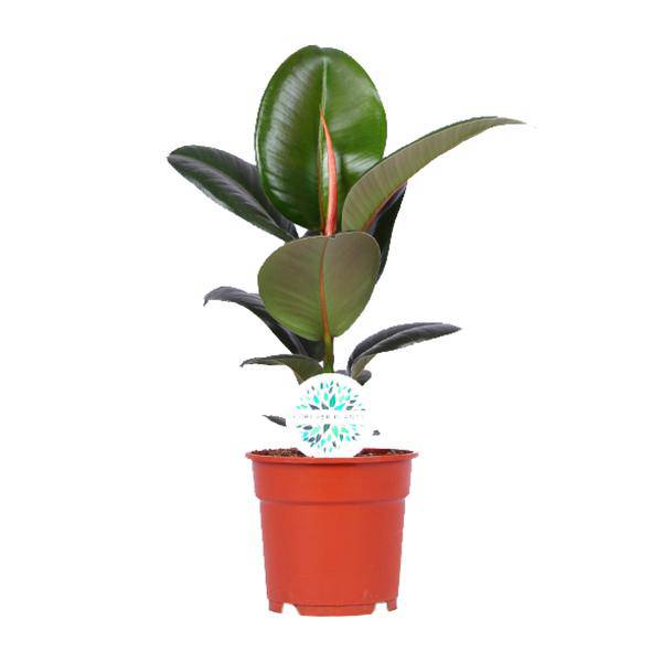 Gummibaum Ficus Elastica Robusta – Zimmerpflanze Ø17cm – ca. 55cm hoch – pflegeleichte Pflanze mit großen glänzenden Blättern für Wohnzimmer, Büro & Innenraum