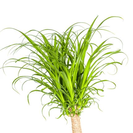 Beaucarnea Recurvata – Elefantenfuß – Zimmerpflanze – Ø27cm – ↕120cm – Pflegeleichte Sukkulente mit markantem Stamm – Luftreinigende Pflanze für Zuhause & Büro
