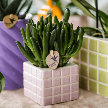 Crassula Hobbit Zimmerpflanze Ø6cm – pflegeleichte Sukkulente für Wohnzimmer, Büro & helle Standorte kaufen