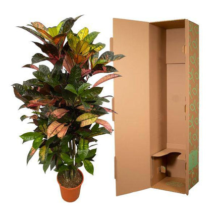 Codiaeum Croton Iceton – Wunderstrauch – Bunte Zimmerpflanze mit Farbspiel – Exotische Blätter – Ø24cm – ↕120cm