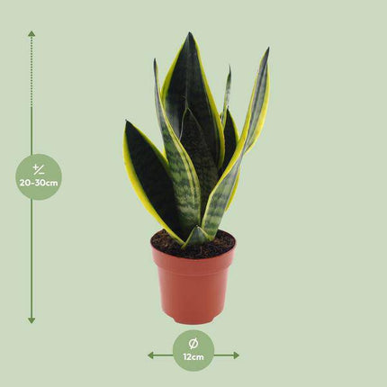 Bogenhanf – Sansevieria Futura Superba – Zimmerpflanze – Ø12cm – ↕30cm – pflegeleichte Schwiegermutterzunge mit dekorativen Blättern