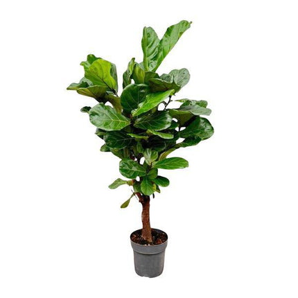 Geigenfeige Ficus Lyrata Zimmerpflanze Ø27cm ↕130cm – pflegeleichte Grünpflanze für Wohnzimmer, Büro & helle Standorte kaufen