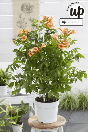 Trompetenblume Orange – Campsis ‘Indian Summer’ – Ø15cm – ca. 65cm hoch – Winterharte Kletterpflanze mit leuchtend orangefarbenen Blüten – Für Zaun, Pergola & Rankhilfe