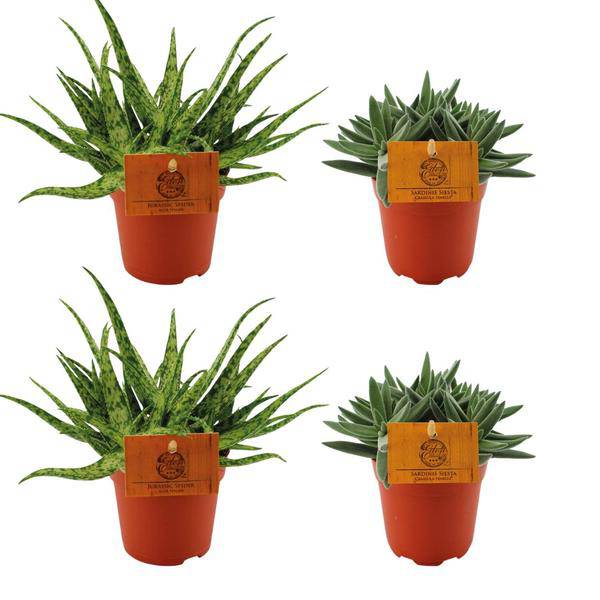 Aloe Spider + Crassula Tenelli – 4 Zimmerpflanzen im Set – Ø10.5cm – ↕10cm – Pflegeleichte Sukkulenten – Dekorativ & robust – Für Fensterbank, Wohnzimmer & Büro