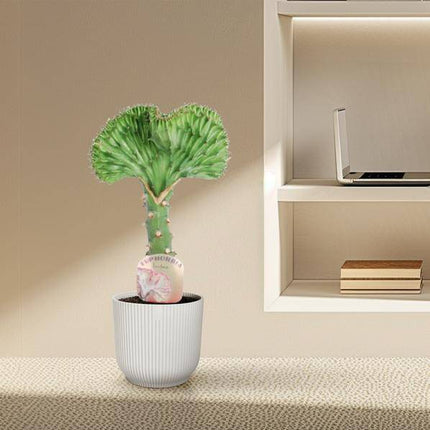 Euphorbia lactea Cristata Grün – Korallen-Wolfsmilch – Zimmerpflanze ca. 30cm – ø10,5cm – Exotische Sukkulente in Korallenform – Pflegeleichte Kaktuspflanze für sonnige Standorte