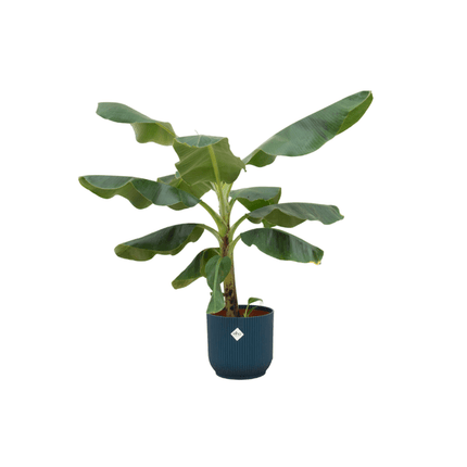 Bananenpflanze – Musa – ca. 100cm hoch – Ø22cm – Inkl. Pflanztopf Vibes Fold Rund Blau – Tropische Zimmerpflanze mit großen Blättern – Exotische Grünpflanze für Wohnzimmer & Büro