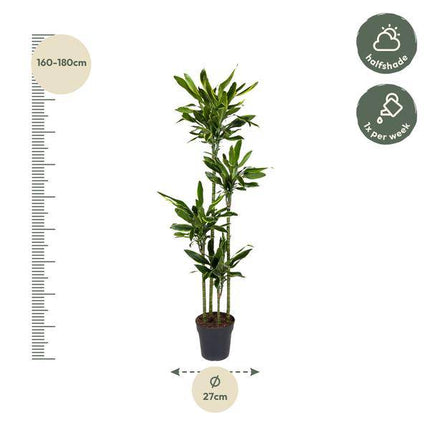 Drachenbaum – Dracaena Golden Coast 170cm – Ø27cm – Exotische Zimmerpflanze mit grünen und goldenen Blättern
