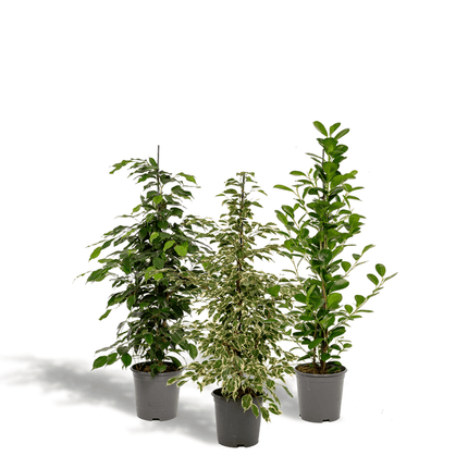 Pflanzenset Ficus Benjamina Danielle + Twilight + Microcarpa Moclame – Zimmerpflanzen – je Ø21cm – ca. 95cm Höhe – Luftreinigende grüne Schönheiten für helle Innenräume