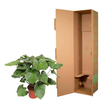 Homalomena Rubescens Zimmerpflanze Ø34cm ↕140cm – pflegeleichte Grünpflanze für Wohnzimmer, Büro & helle Standorte kaufen