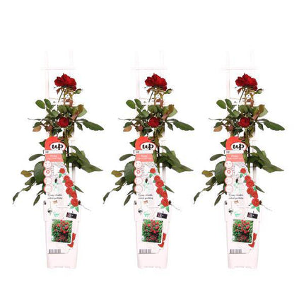 Rose – Crazy in Love 'Rot' – 3 Pflanzen – Ø15cm – Höhe ca. 65cm – Duftende & reich blühende Gartenrose – Romantische Rosenpflanzen für Beet, Terrasse & Balkon