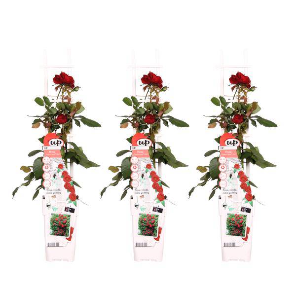 Rose – Crazy in Love 'Rot' – 3 Pflanzen – Ø15cm – Höhe ca. 65cm – Duftende & reich blühende Gartenrose – Romantische Rosenpflanzen für Beet, Terrasse & Balkon