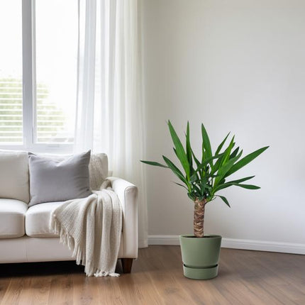 Palmlilie – Yucca – Zimmerpflanze – Ø14cm – ca. 60cm hoch – pflegeleichte Wüstenpflanze – dekorative Yucca Palme mit luftreinigenden Eigenschaften