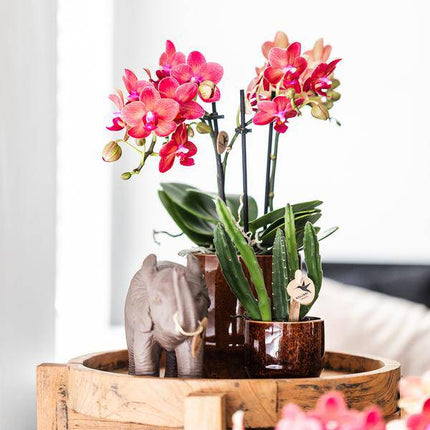 Aasblume – Stapelia – Zimmerpflanze –  Ø6cm – Exotische & pflegeleichte Sukkulente – Seltene Kaktusart für Wohnzimmer, Büro & Pflanzenliebhaber