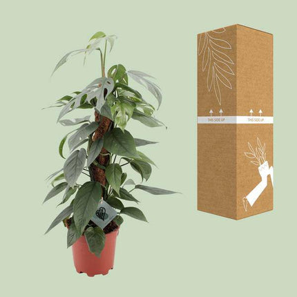 Efeutute – Epipremnum Pinnatum Cebu Blue – Zimmerpflanze – Ø17cm – ↕60cm – Seltene Rankpflanze mit silbrig-blauen Blättern – Pflegeleicht & luftreinigend