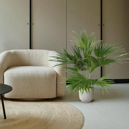 Chinesische Schirmpalme – Livistona Chinensis – Zimmerpflanze – 170cm – Ø27cm – pflegeleichte tropische Fächerpalme für Innen und Außen