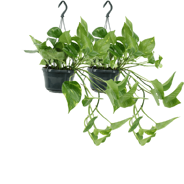 Efeutute – Epipremnum Aureum Scindapsus – Zimmerpflanze – Ø15cm – ca. 25cm hoch – 2 Pflanzen – pflegeleichte Kletter- oder Hängepflanze