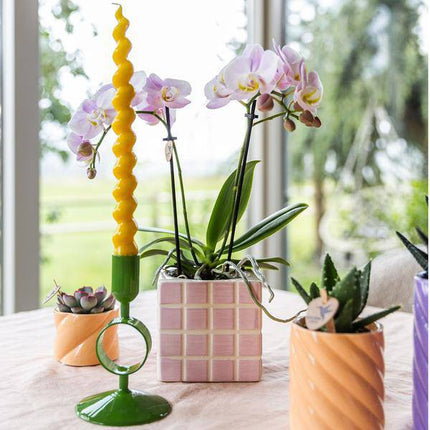 Phalaenopsis Orchidee Rosa ‘Portugal’ – Zimmerpflanze im Mosa Ziertopf Rosa Ø9cm – Pflanzset mit 2–3 Blütenstielen – Stilvolle Deko für Wohnzimmer & Büro