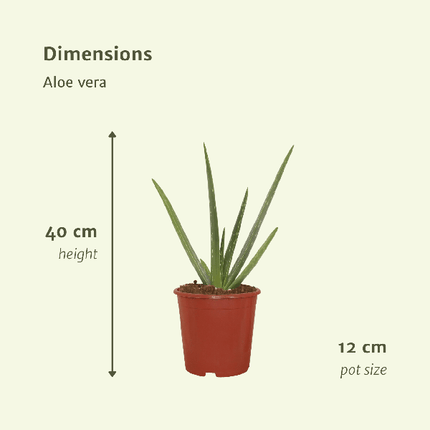 Sukkulente Aloe Vera – 2 Pflanzen – ca. 40cm Höhe – Ø12cm – pflegeleichte Zimmerpflanzen – luftreinigend & dekorativ