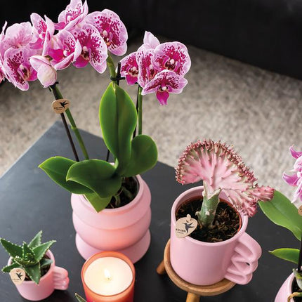 2er-Set Phalaenopsis Orchideen „El Salvador“ – Rosa-lila Blüten – Ø9cm – Blühende Zimmerpflanzen ohne Ziertopf – Diamond-Linie – Pflegeleicht & dekorativ