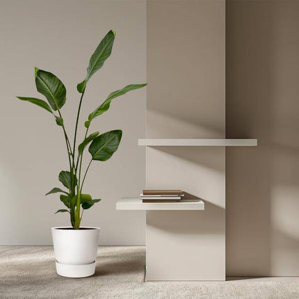 Strelitzia Nicolai – Baum-Strelitzie – 2 Stück – Zimmerpflanzen ca. 130cm – ø17cm – Weißer Paradiesvogel – Tropische XL-Grünpflanzen für Wohnzimmer, Büro & Wintergarten