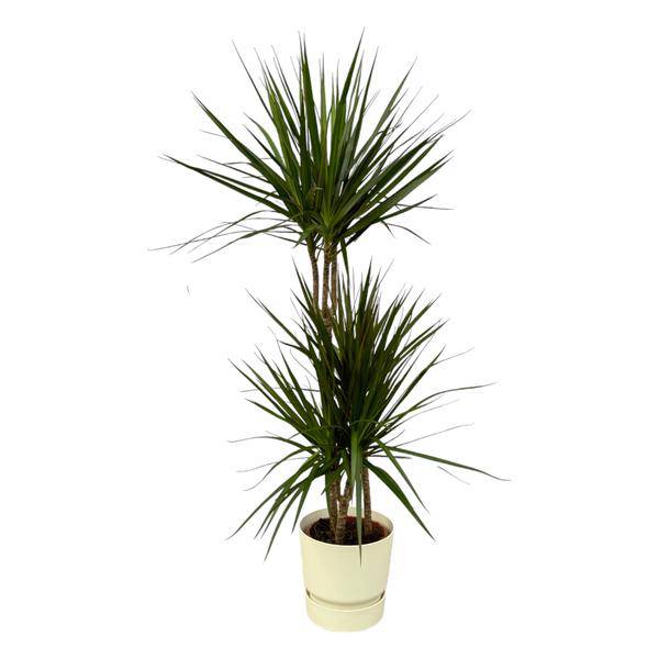 Dracaena Marginata – Drachenbaum – Zimmerpflanze ca. 120cm – ø21cm – inkl. Pflanzgefäß Greenville Weiß D24xH23 – Elegante Grünpflanze mit roten Blatträndern für Wohnzimmer & Büro