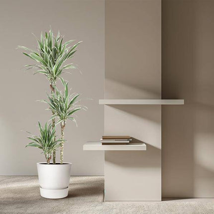 Drachenbaum – Dracaena White Stripe 150cm – Ø24cm – Zimmerpflanze mit grünen Blättern & weißen Streifen – Elegante pflegeleichte Dekopflanze für Wohnzimmer, Büro & Wintergarten