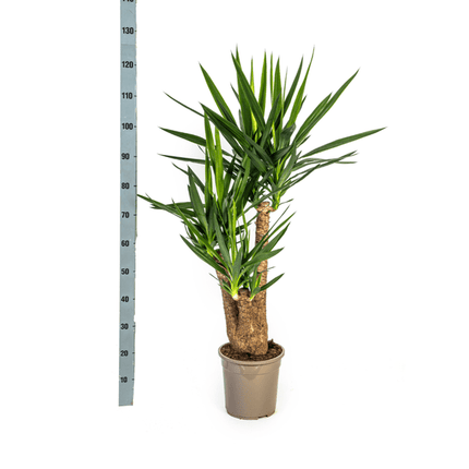 Riesen-Palmlilie - Yucca Elephantipes - Zimmerpflanze - Ø24cm - ↕90-100cm – Pflegeleicht & robust – Luftreinigend