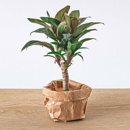 Flaschengarten – Set Dschungel 5 – DIY Pflanzenterrarium mit Coffea, Farn, Palme & Fittonia – Nachfüllpack & Starter – Kit