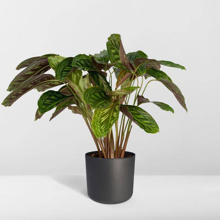 Calathea Flamestar – Pfauenpflanze – Ø19cm – ↕75cm – Exotische Zimmerpflanze mit gemusterten Blättern – Luftreinigend, pflegeleicht & dekorativ