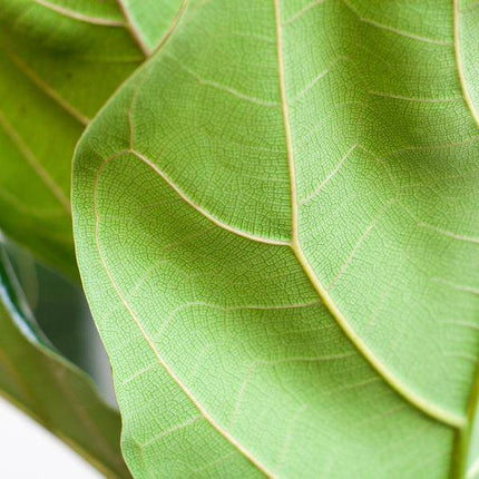 Ficus Lyrata – Geigen-Feige – Zimmerpflanze ↕80cm – Ø21cm – große Blätter – inklusive nachhaltigem Viber Topf Weiß – dekorative Grünpflanze für Zuhause und Büro