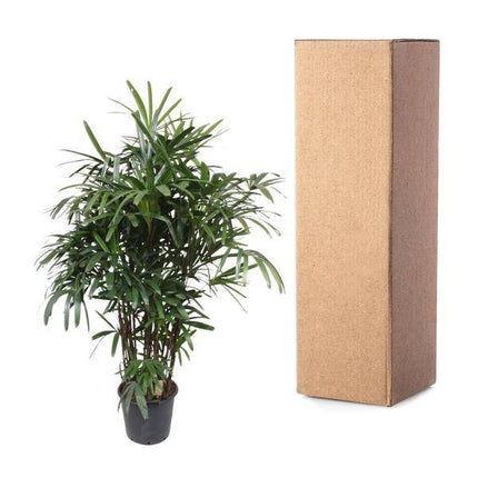 Steckenpalme – Rhapis Excelsa – Zimmerpflanze 190cm – Ø40cm – Elegante Damenpalme mit fächerförmigen Blättern – Pflegeleichte Palme für Wohnzimmer, Büro & Wintergarten