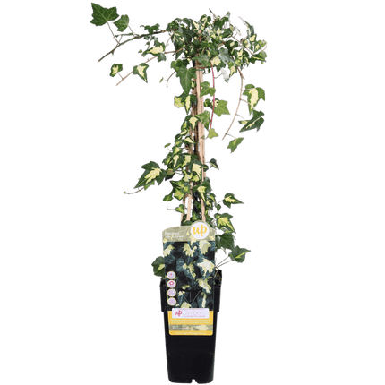Gold – Efeu – Hedera helix ‘Goldheart’ – Ø15cm – ca. 65cm hoch – Immergrüne & winterharte Kletterpflanze mit gelbgrünen Blättern