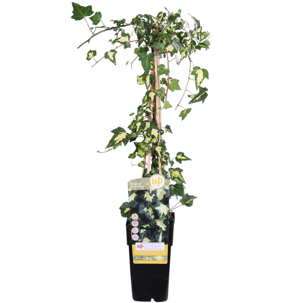 Gold – Efeu – Hedera helix ‘Goldheart’ – Ø15cm – ca. 65cm hoch – Immergrüne & winterharte Kletterpflanze mit gelbgrünen Blättern