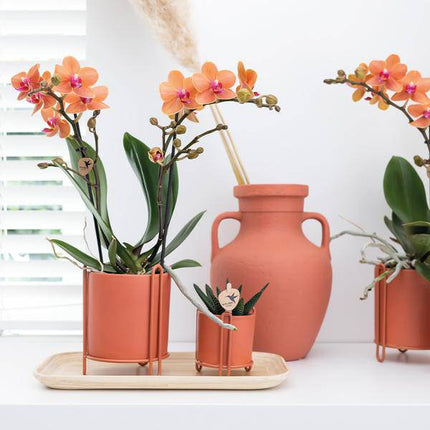 Ovales Tablett aus Bambus – 30cm – Natur-Deko für Pflanzen & Wohnaccessoires – Handlich & stilvoll – Ideal für Blumentöpfe & Pflanzensets