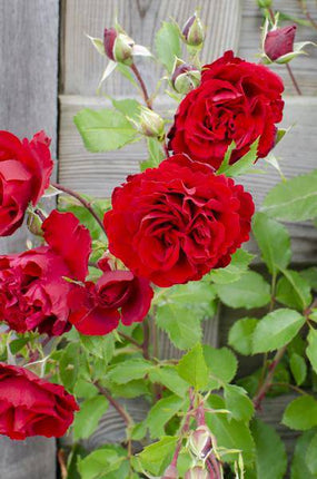 Rose – Crazy in Love 'Rot' – 3 Pflanzen – Ø15cm – Höhe ca. 65cm – Duftende & reich blühende Gartenrose – Romantische Rosenpflanzen für Beet, Terrasse & Balkon