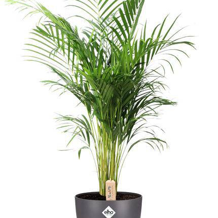 Dypsis Lutescens Areca – Goldfruchtpalme – Zimmerpflanze Ø24cm ↕110cm – Mit Topf Brüssel Anthrazit Ø25x23cm – Üppiges, grünes Laub – Pflegeleicht & dekorativ