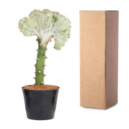 Euphorbia lactea Cristata Weiß – Drachenknochenkaktus – Sukkulente Zimmerpflanze – Exotische Rarität – Pflegeleicht – ↕30cm – Ø10,5cm