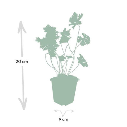 Geranium Rozanne – Storchschnabel – Ø9cm – ↕10-25cm – 6 Pflanzen – Lila Blüten, Bodendecker