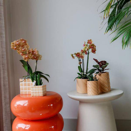 Candy Dekotopf Pfirsich – Ø6cm – Keramik Übertopf in Pastellfarbe – Stilvoller Blumentopf für Zimmerpflanzen & Orchideen – Fröhlicher Pflanzentopf