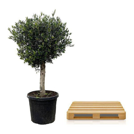 Olivenbaum – Olea Europaea Lorc 180cm – Ø50cm – Mediterrane Kübelpflanze mit silbergrünen Blättern – Edler Olivenbaum für Garten, Terrasse, Balkon & Wintergarten – Pflegeleicht