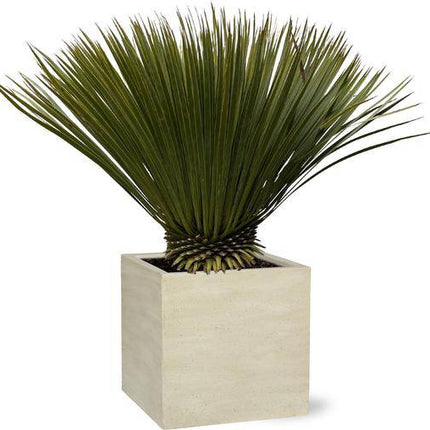Palmlilie – Yucca Rostrata – Zimmerpflanze 80cm – Ø30cm – Exotische Wüstenpflanze mit blaugrauen Blättern – Pflegeleichte Kübelpflanze für Wohnzimmer, Terrasse & Wintergarten