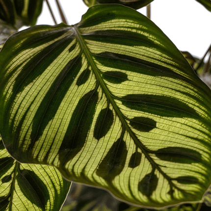 Calathea Makoyana Pfauen – Korbmaranthe – Zimmerpflanze Ø17cm – ca. 40-50cm hoch – Dekorative Blätter mit roter Unterseite
