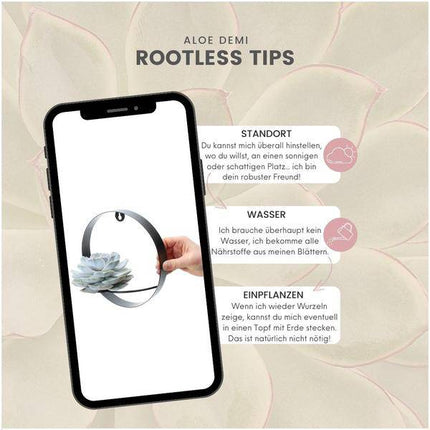 Sukkulente – Echeveria lilacina ROOTLESS – Ø20cm Wanddeko-Ring Schwarz – Zimmerpflanze ohne Wurzeln – Pflegeleichte Schnitt-Sukkulente als Wanddekoration & Tischdeko