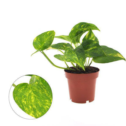 Efeutute – Epipremnum Aureum – Zimmerpflanze – Ø12cm – ca. 25cm hoch – Luftreinigend & pflegeleicht – Robuste Hänge- & Kletterpflanze