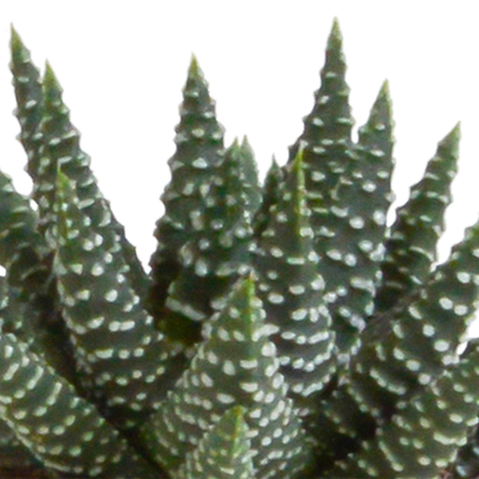Sukkulenten Mix Gasteria & Haworthia – 5 Pflanzen – Ø5,5cm Zimmerpflanzen im weißen Topf – Verschiedene Mini-Sukkulenten – Pflegeleichte Pflanzen für Fensterbank, Büro & Wohnzimmer