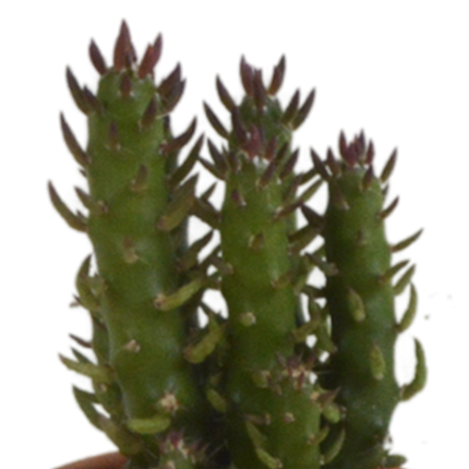 Kakteen Mix – 5 Pflanzen– Ø5,5cm Zimmerpflanzen im Terrakotta-Topf – Verschiedene Mini-Kakteen – Pflegeleichte Sukkulenten für Fensterbank, Büro & Wohnzimmer