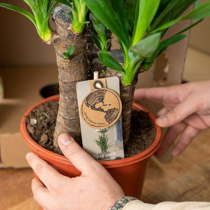 Yucca Palmlilie – 2er-Set – Zimmerpflanzen - ↨90cm – Ø17cm – Pflegeleichte grüne Pflanzen – Luftreinigend & robust – Ideal für helle Wohnräume